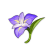Muhafız Çiçeği